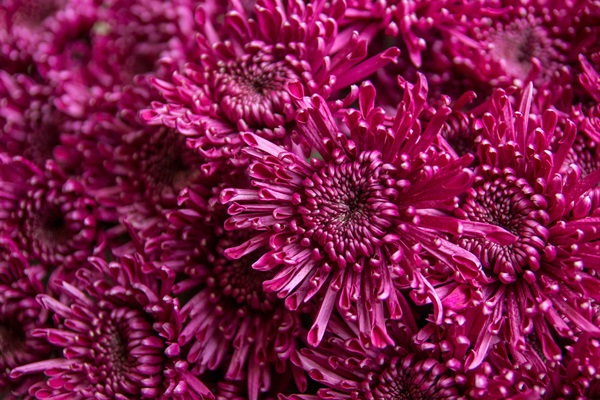 Nexus Spray - Spray (Pompoms) - Chrysanthemum - Flowers by category